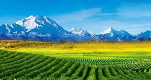 新的生物質(zhì)發(fā)電廠凸顯日本市場(chǎng)日益增長(zhǎng)