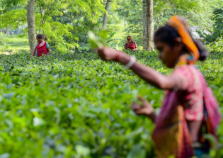 印度石油公司熱衷于推動液化石油氣在茶葉生產(chǎn)中取代煤炭