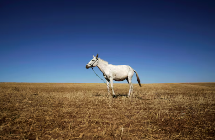 摩洛哥計劃提升海水淡化供水比例以應(yīng)對干旱